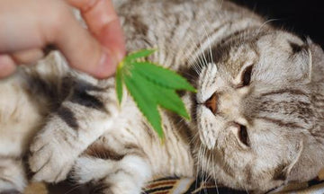 Peut-on donner du CBD à son animal de compagnie ?