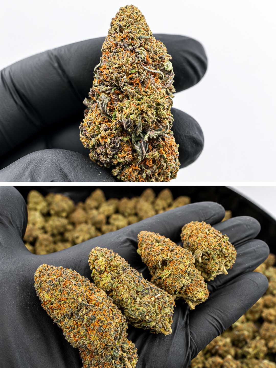 FLEURS TROPICAL GHOST HE INDOOR PREMIUM