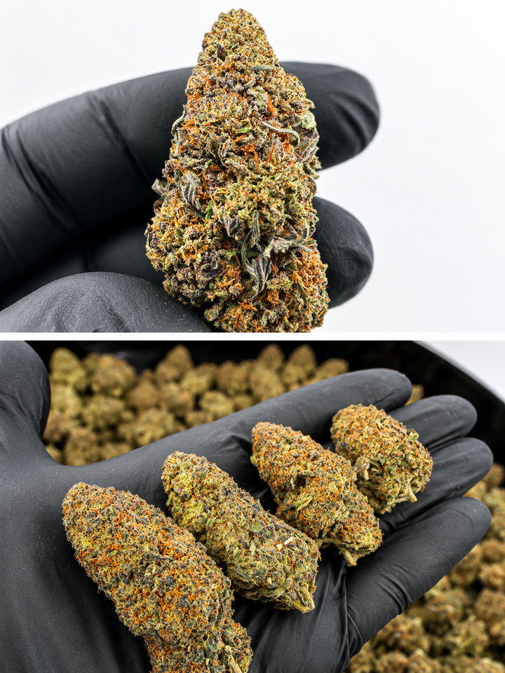 FLEURS TROPICAL GHOST HE INDOOR PREMIUM